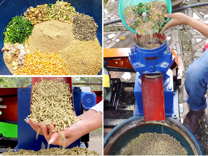 Sử dụng máy làm cám viên thảo dược cho gà