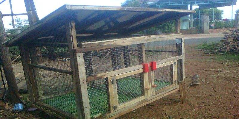 Đảm bảo an toàn cho chuồng gà tại nhà