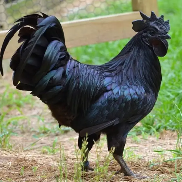 Kỹ Thuật Nuôi Gà H'Mông Đúng Chuẩn Cho Hiệu Quả Kinh Tế Cao