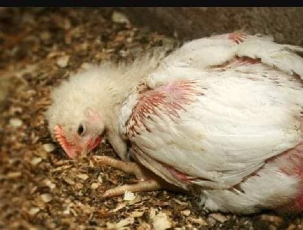 Bệnh tích hoại tử gan trên gà bị thương hàn