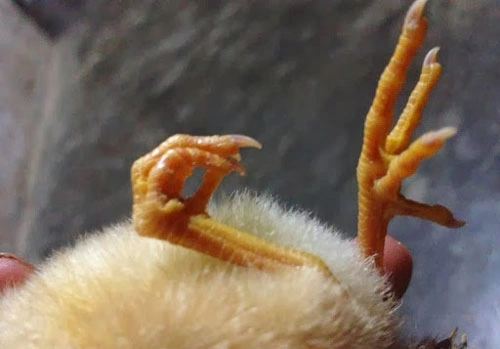 Gà bị khô chân: Nguyên nhân và cách phòng hiệu quả