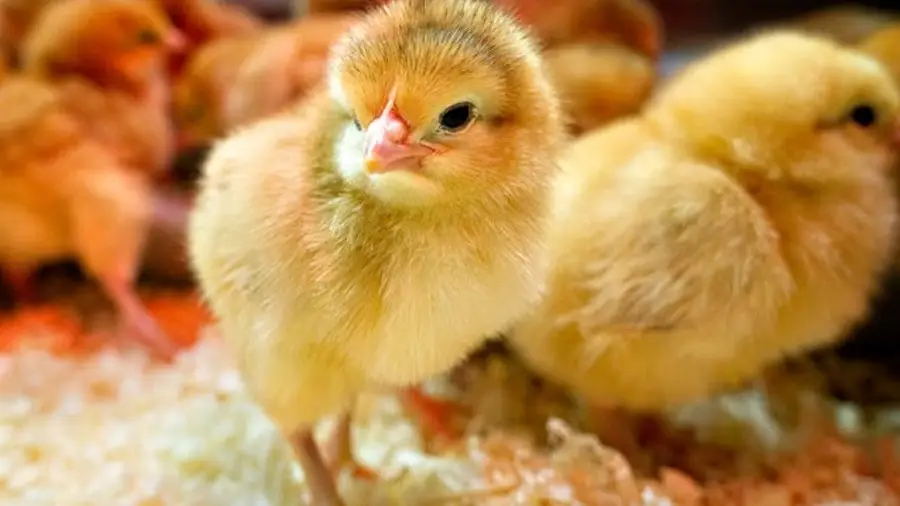 Cho gà con ăn đúng cách giúp hệ tiêu hóa phát triển tốt