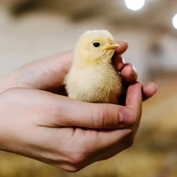 Kỹ thuật úm gà con đúng chuẩn giúp đạt tỷ lệ sống cao