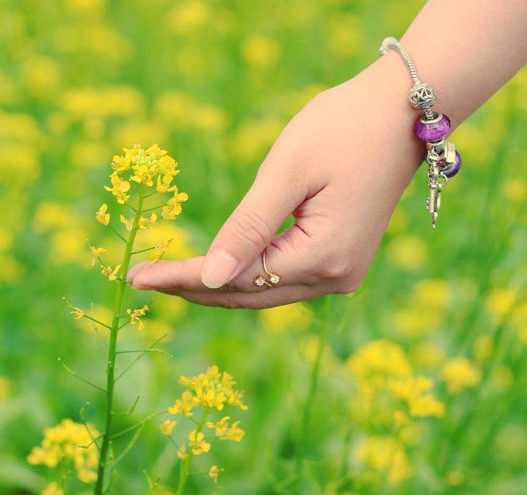 Khám Phá Ý Nghĩa Hoa Cải - Vẻ Đẹp Chân Quê, Mộc Mạc