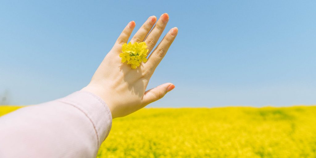 Khám Phá Ý Nghĩa Hoa Cải - Vẻ Đẹp Chân Quê, Mộc Mạc