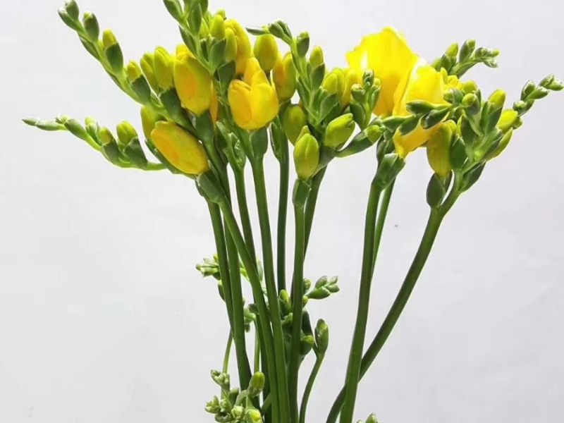 Những thông điệp sâu sắc ẩn sau nhành hoa Lan Tiên